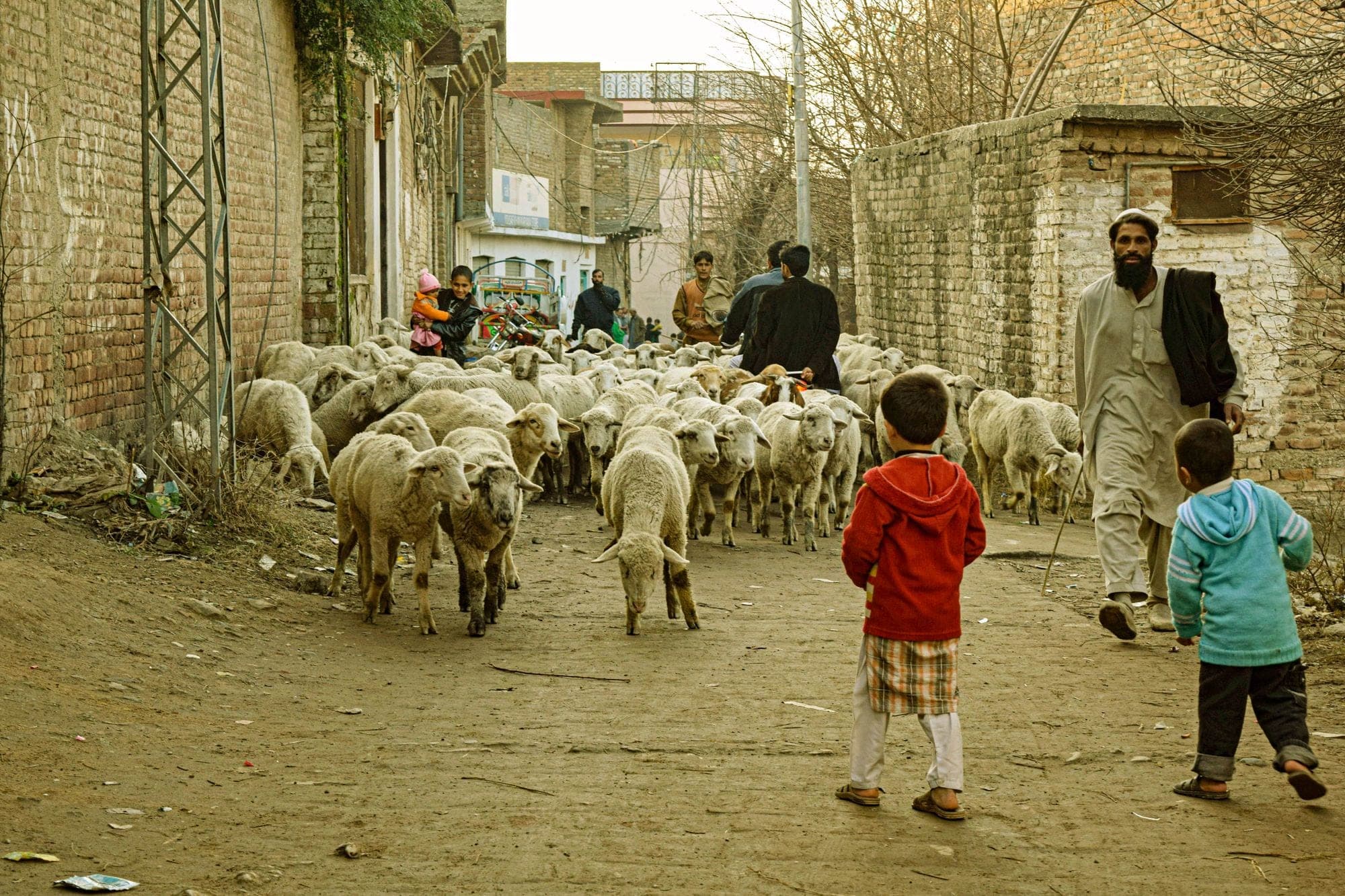 Children watching a flock of sheep being led through a village street